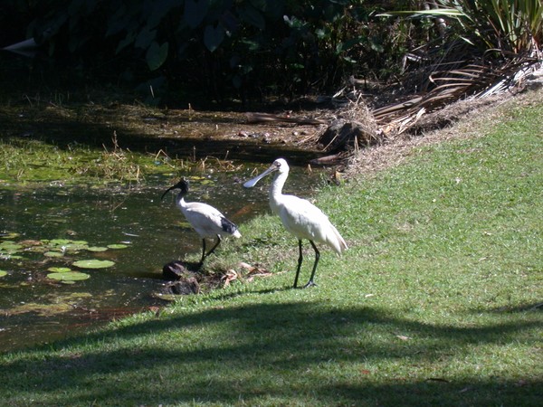 Spoonbill and Ibis